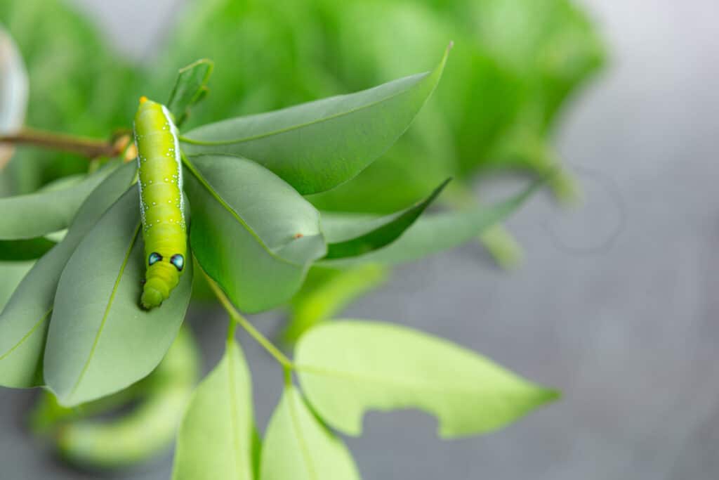 Sonhar com Lagarta Verde: Significados e Simbolismos Positivos