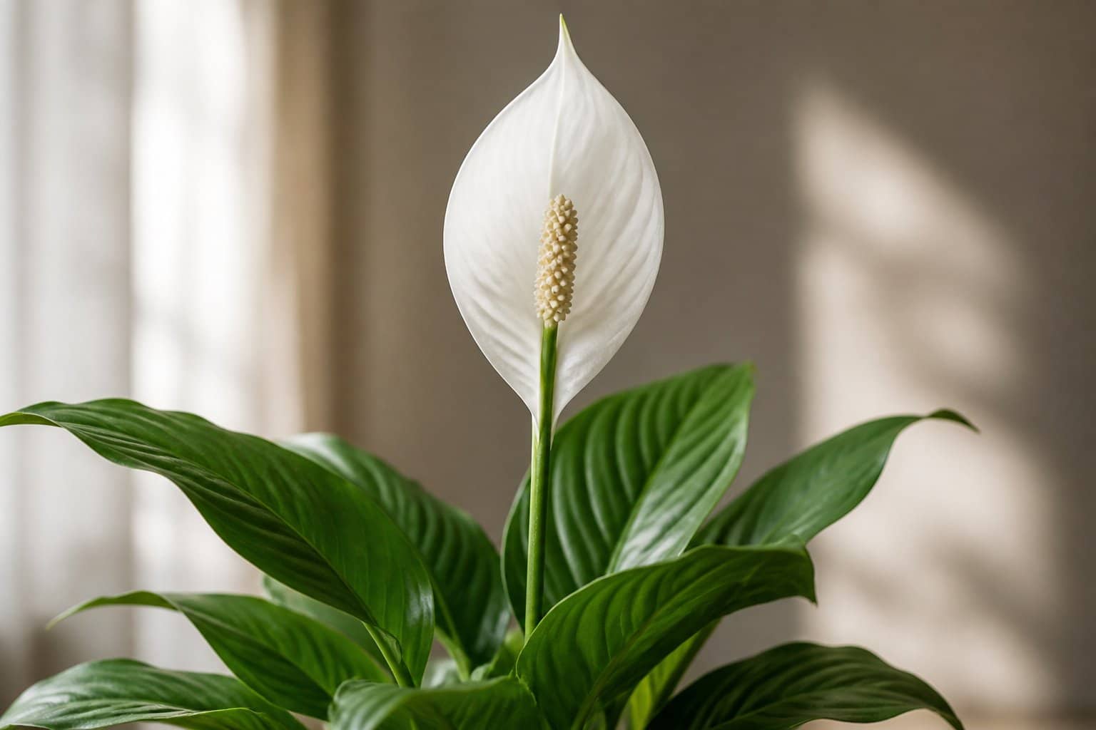 Uma planta Lírio da Paz branca com folhas verdes brilhantes em um ambiente interno calmo e iluminado suavemente.