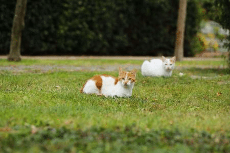 Gatos que saem à rua: quais proteções antiparasitárias são indispensáveis?